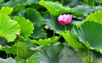 游崇州桤泉荷花公园，感受夏日“花花世界”