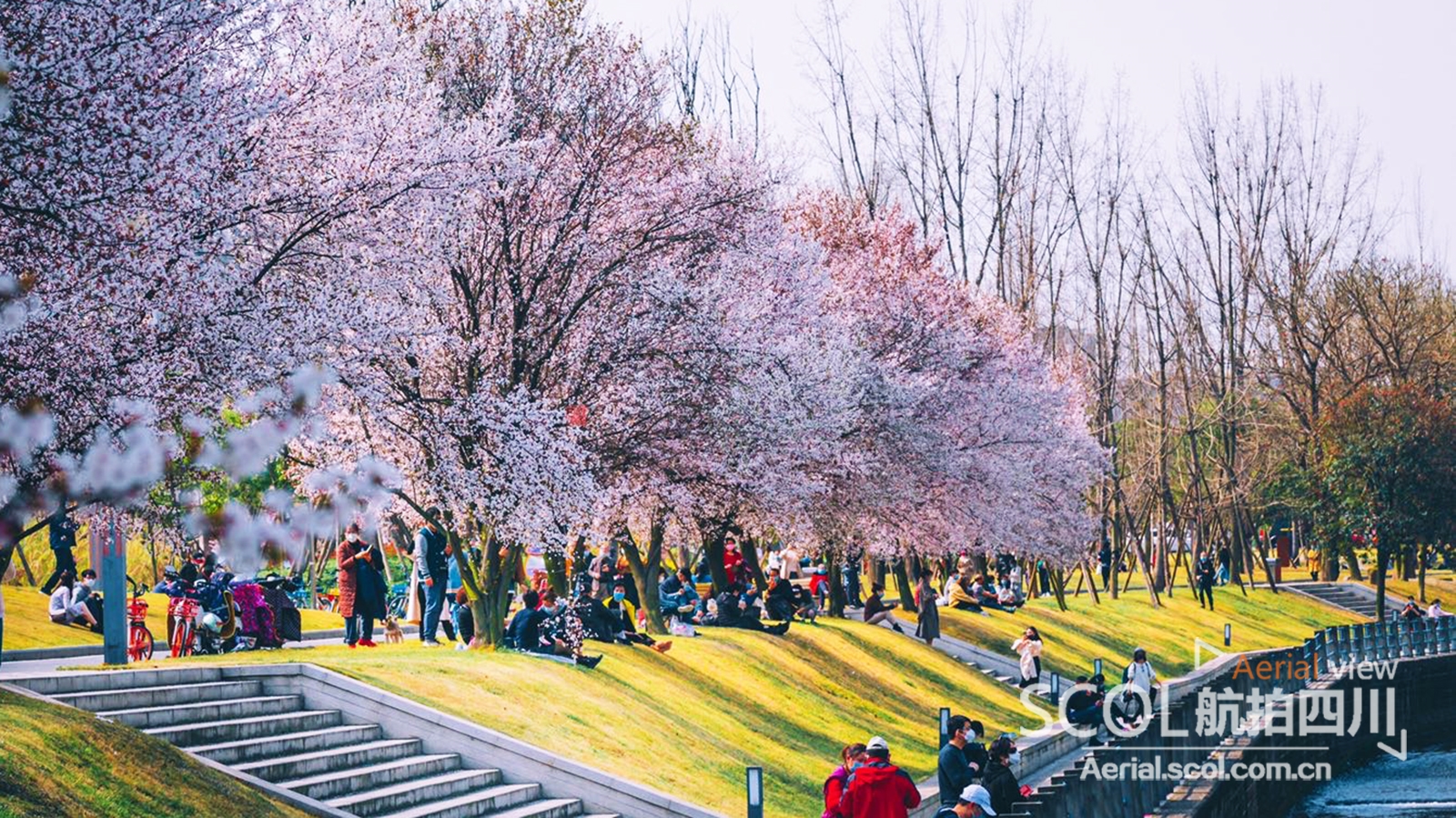 云赏花 花开好时节 掬一捧春色 共赏春花烂漫 四川在线