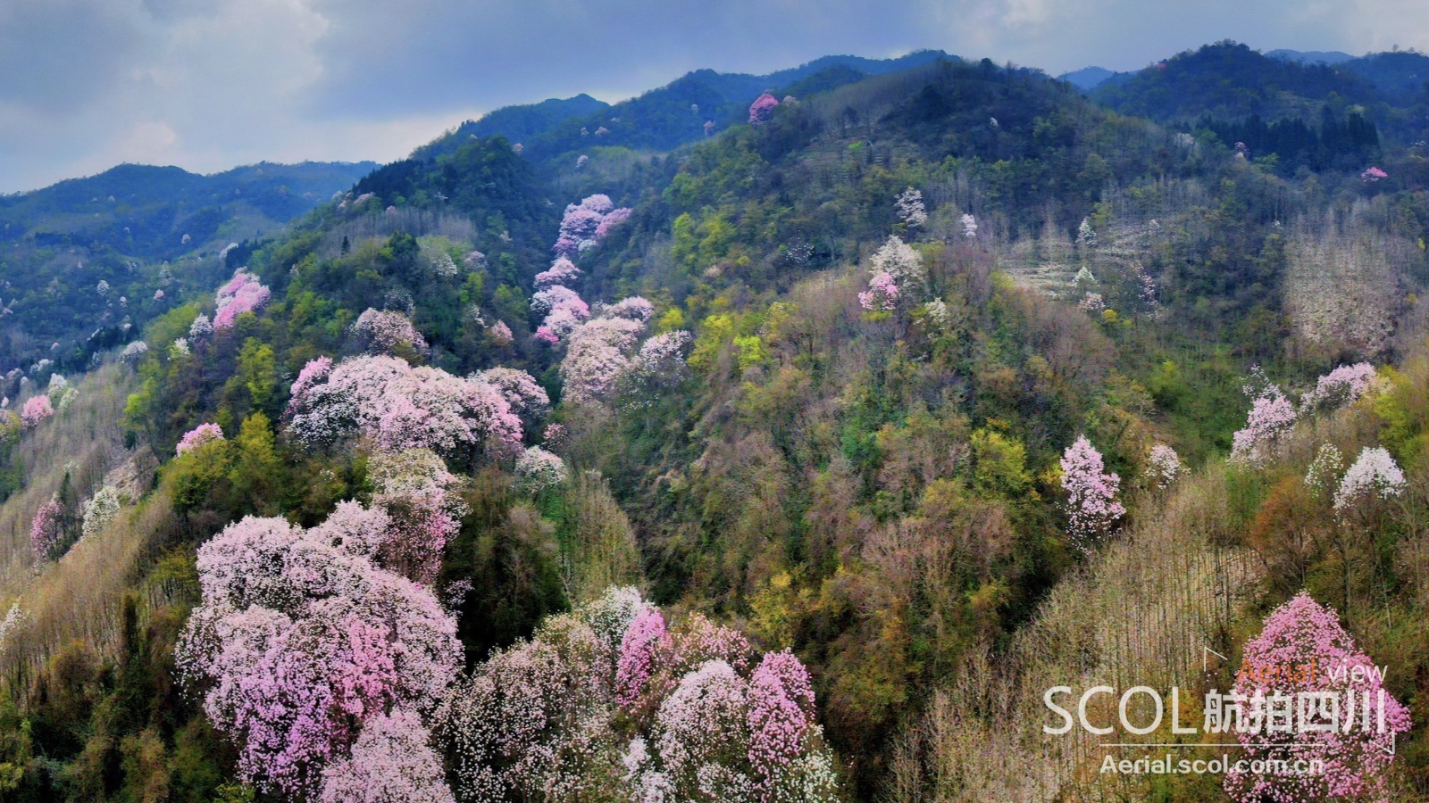 粉红花季 去邂逅江油七千亩辛夷花海 四川在线