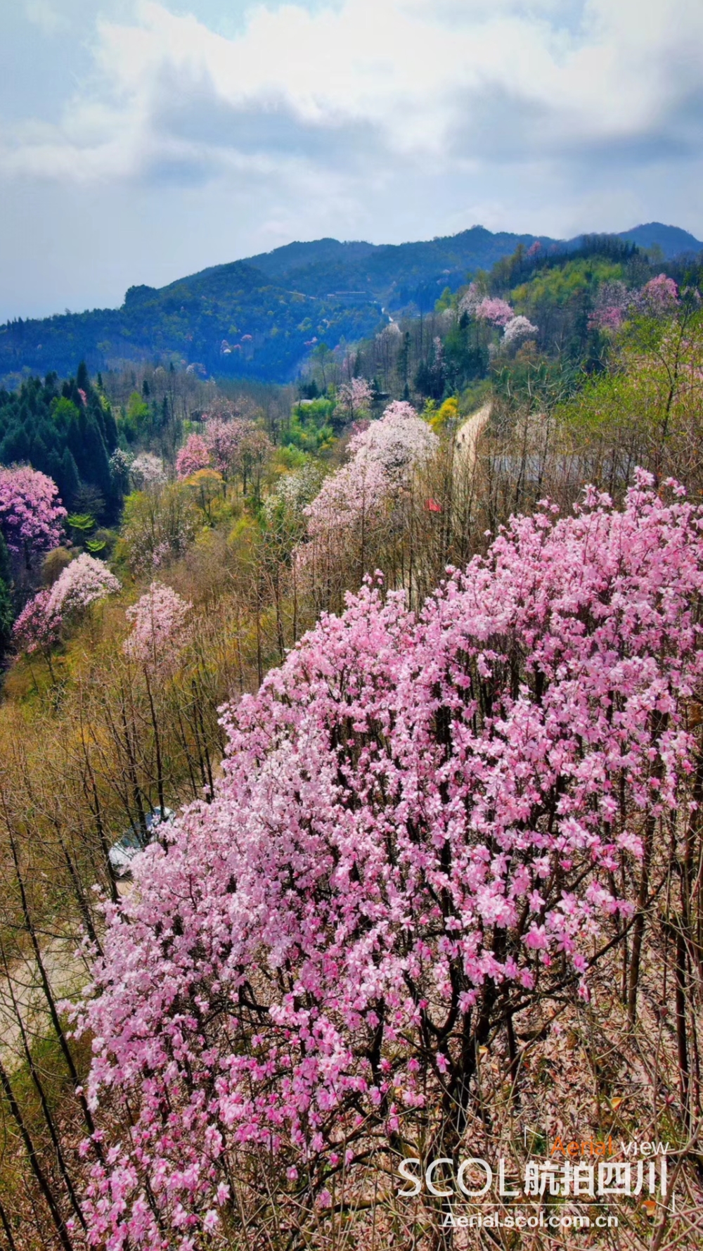 粉红花季 去邂逅江油七千亩辛夷花海 四川在线