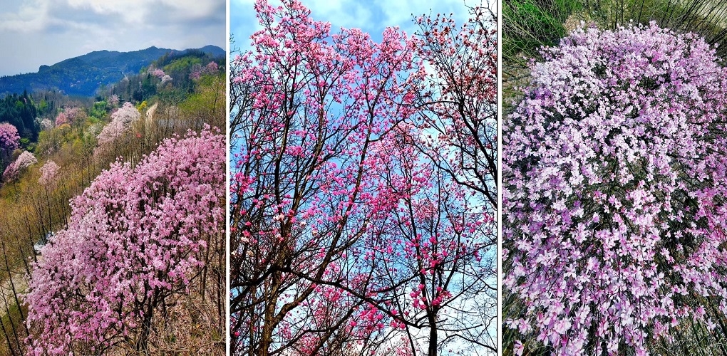 粉红花季，去邂逅江油七千亩辛夷花海
