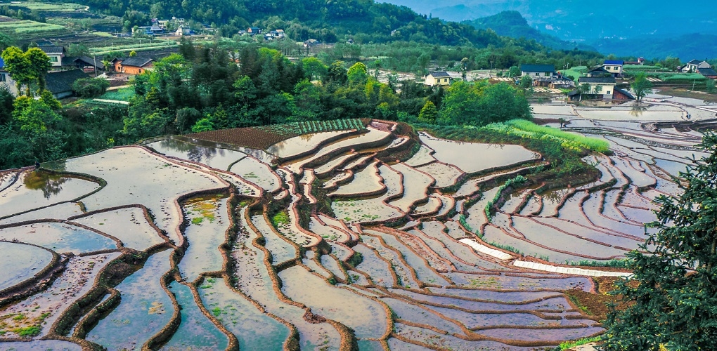 大美乐山︱航拍四峨山梯田 移步换景享受视觉盛宴